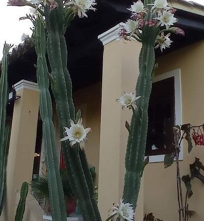Roula'S House Villa Nymfai Kültér fotó